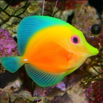 EmojiAquarium's avatar