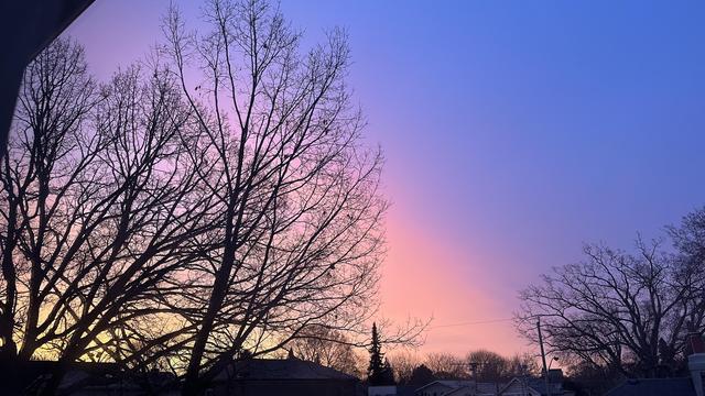 A white through pink to blue almost-rainbow sunrise. Through some trees.