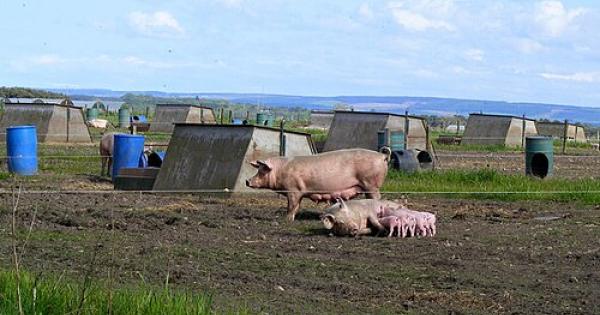 The Trojan Hog in the Farm Bill - The Trojan Hog in the Farm Bill