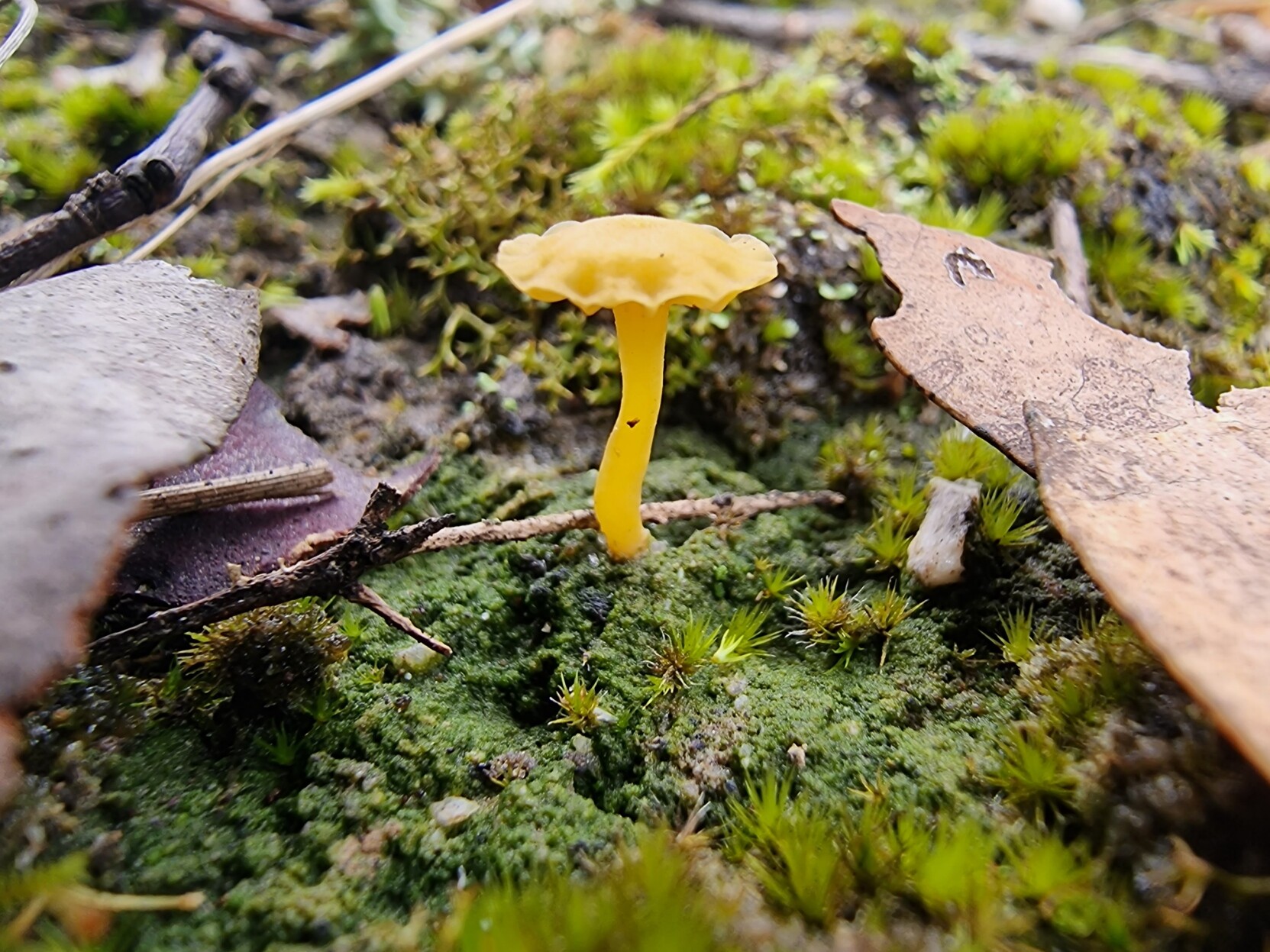 A patch of moss in the Victorian bush with a bright yellow toadstool growing out of it. The cap of the toadstool is flat and horizontal with a fluted edge.
