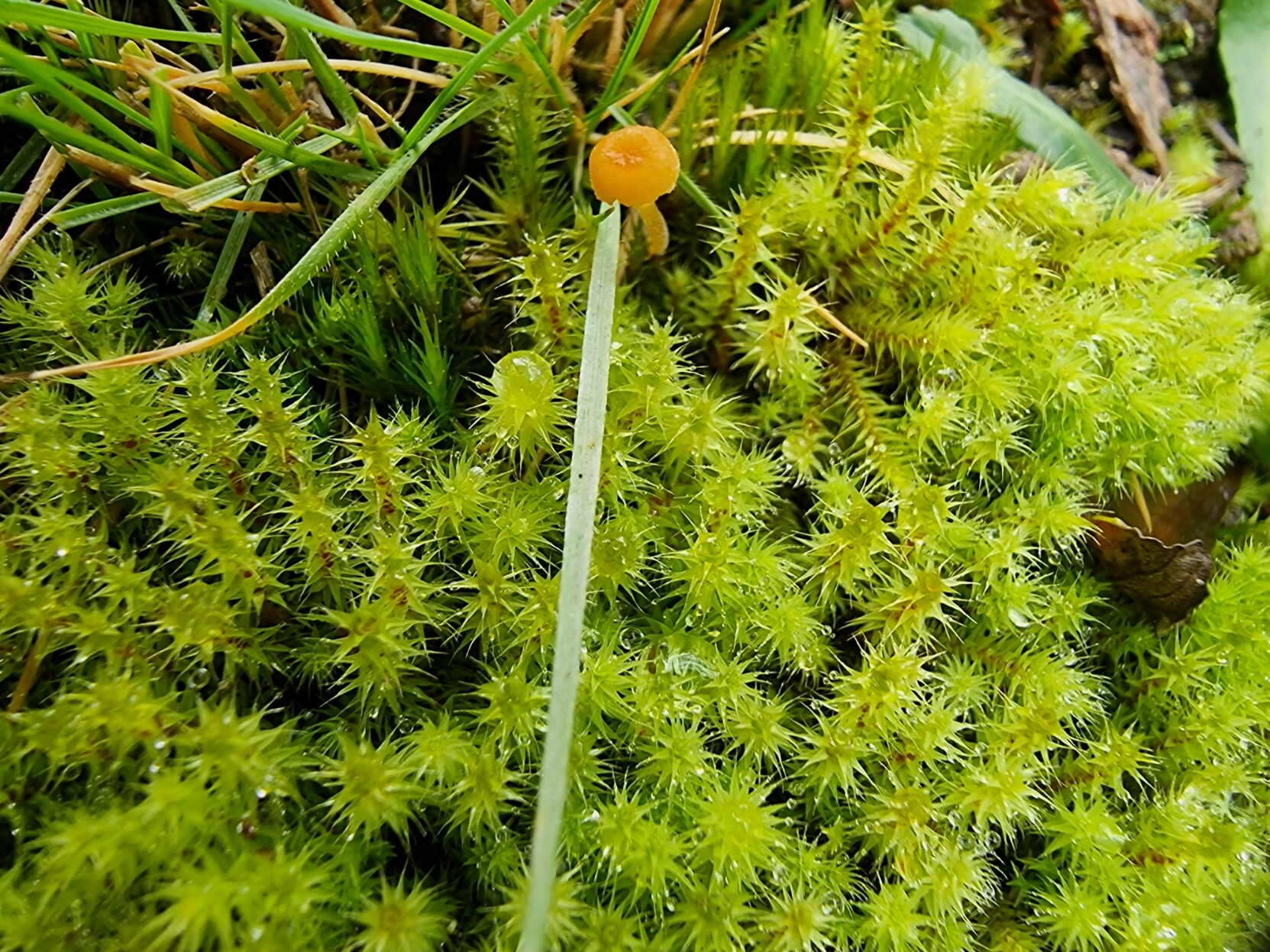 A clump of a tall, bright green moss with a tiny, pale orange toadstool growing through it. There are also blades of grass visible next to the moss.