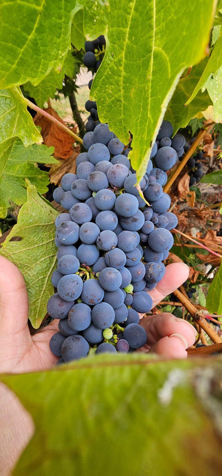 A worker holding a beautiful bunch of grapes in a wine vineyard