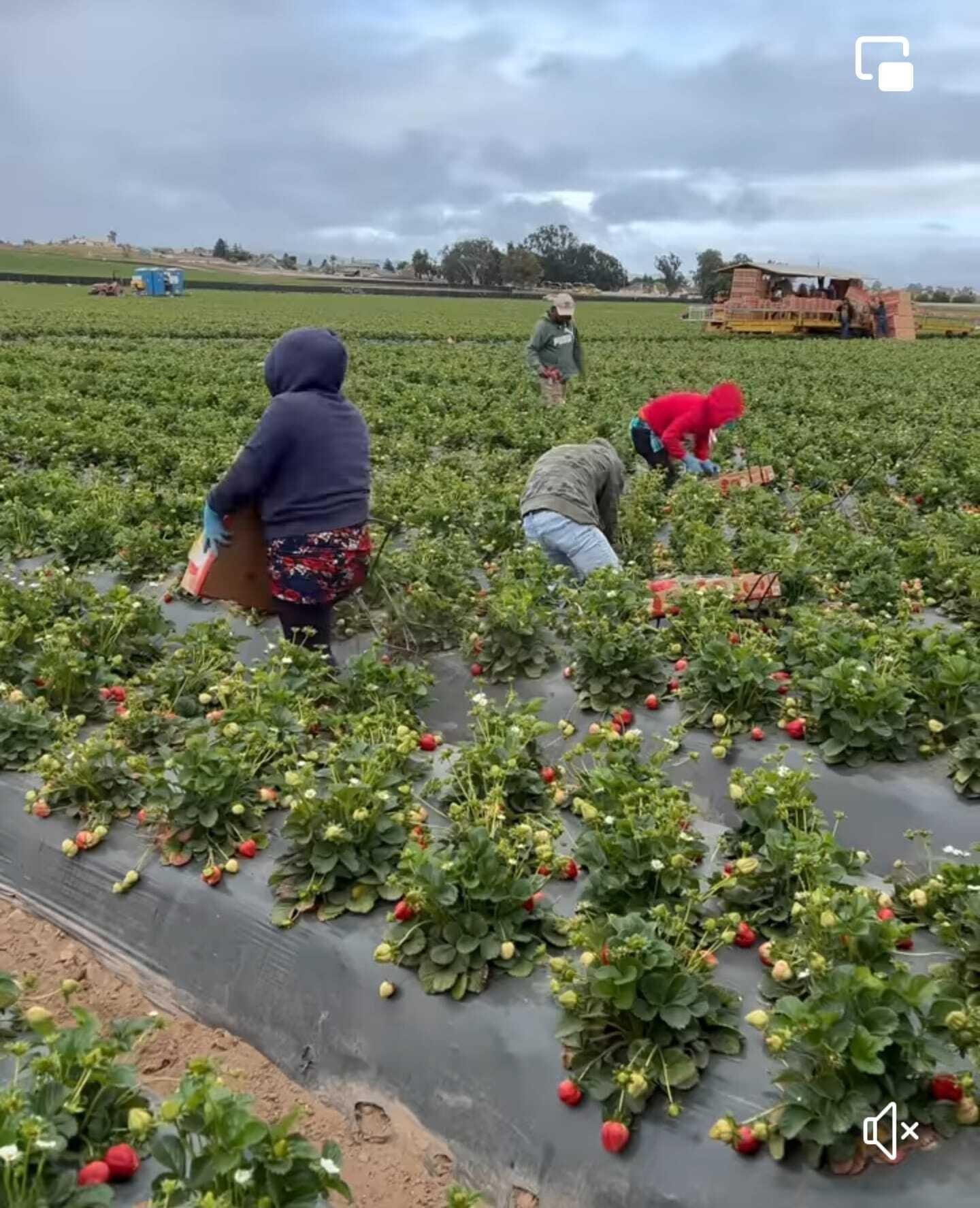 Workers harvesting strawberries
