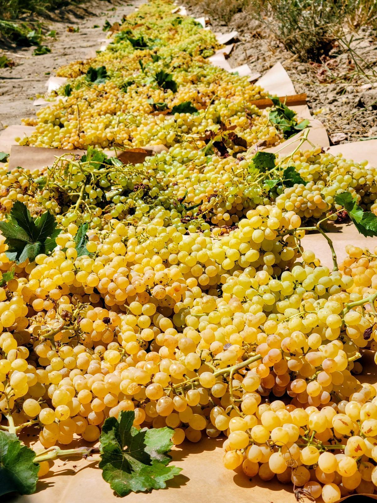 Grapes on brown paper drying into raisins after workers harvested them