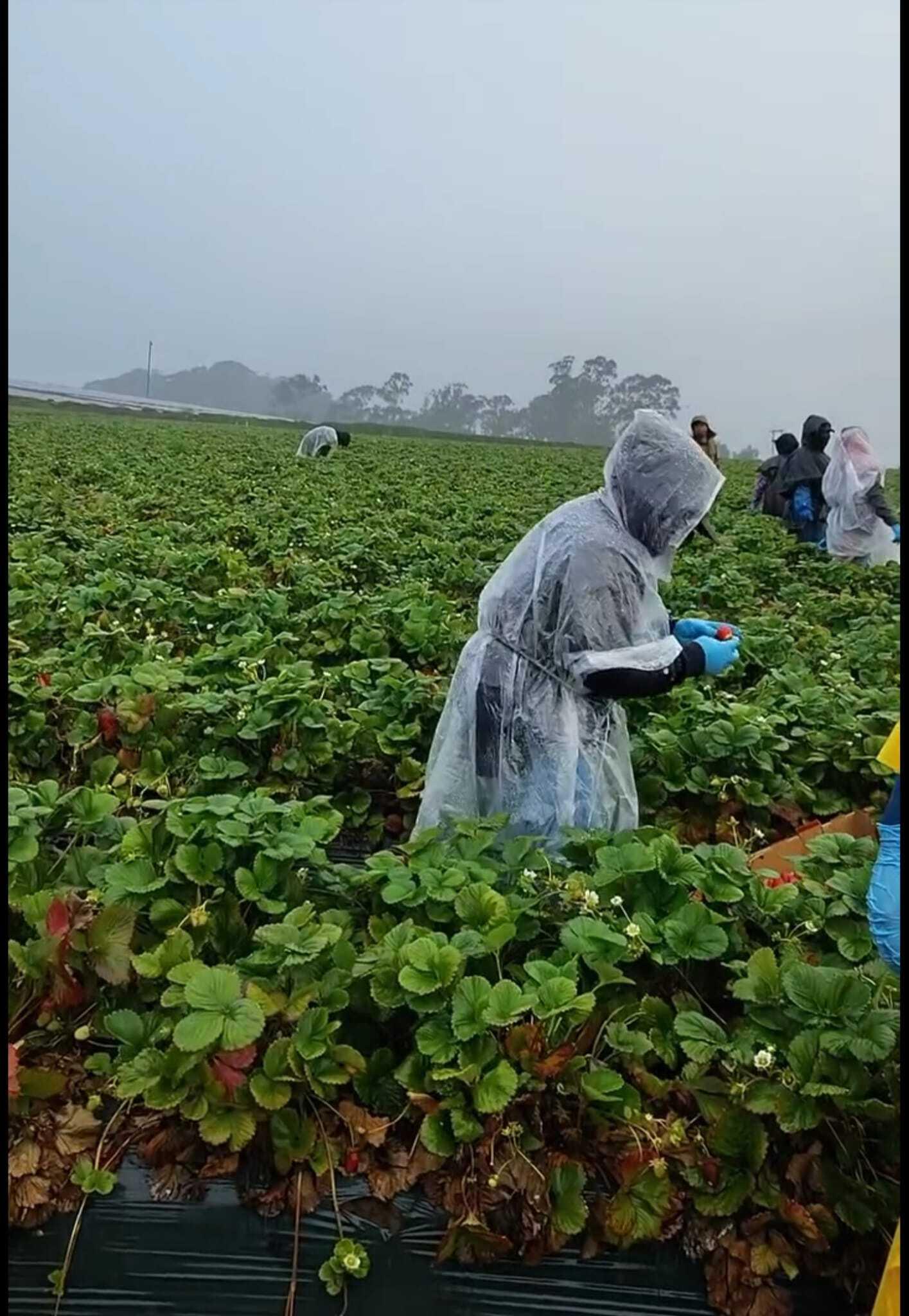 A farm worker harvesting strawberries in the rain wearing a plastic poncho