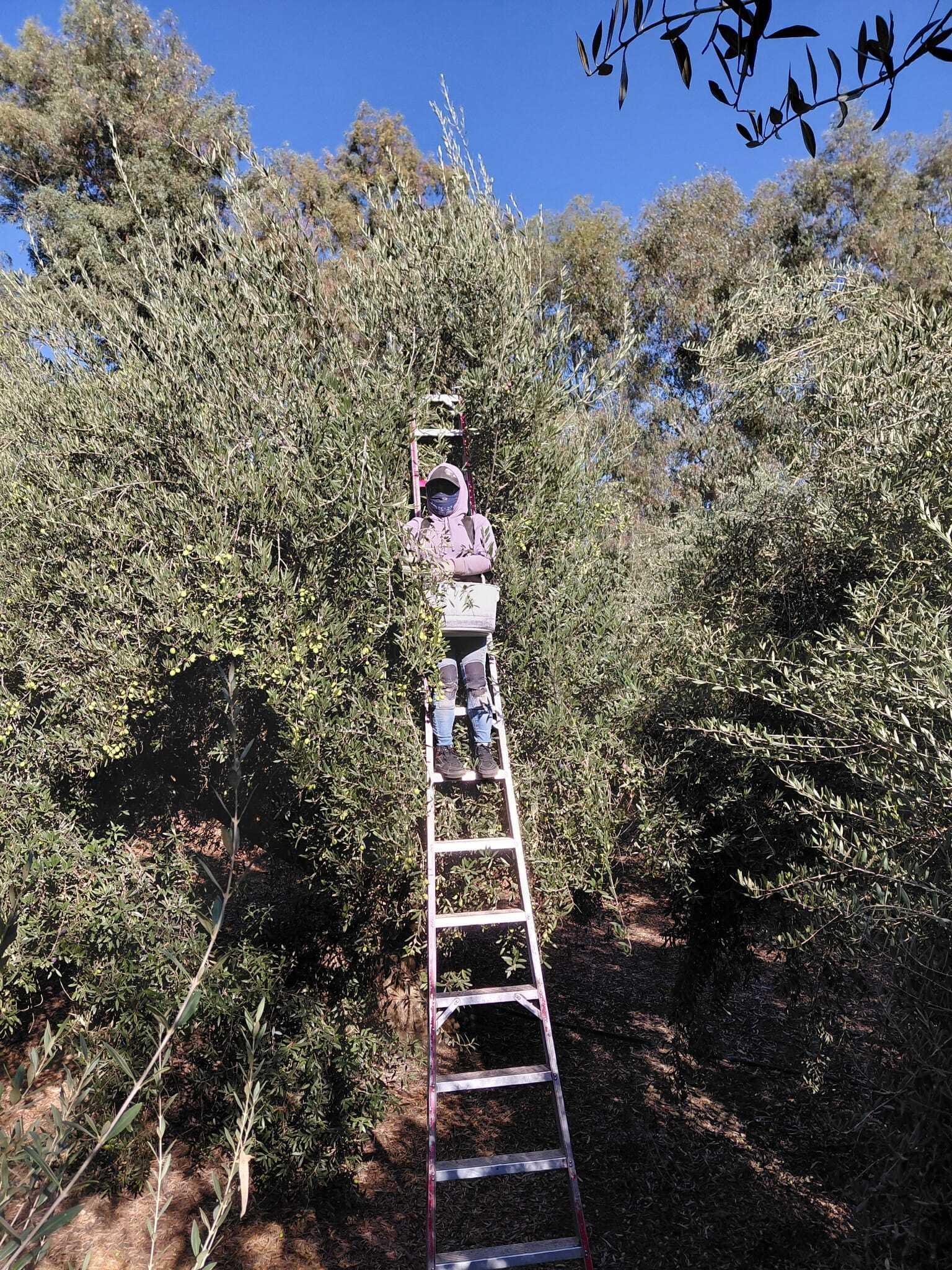 Worker harvesting olives on a 16 foot ladder