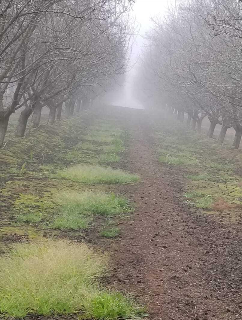 A almond orchard full of morning fog