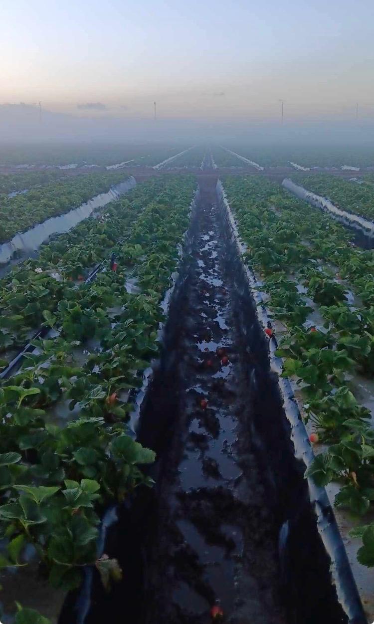 A muddy looking strawberry field