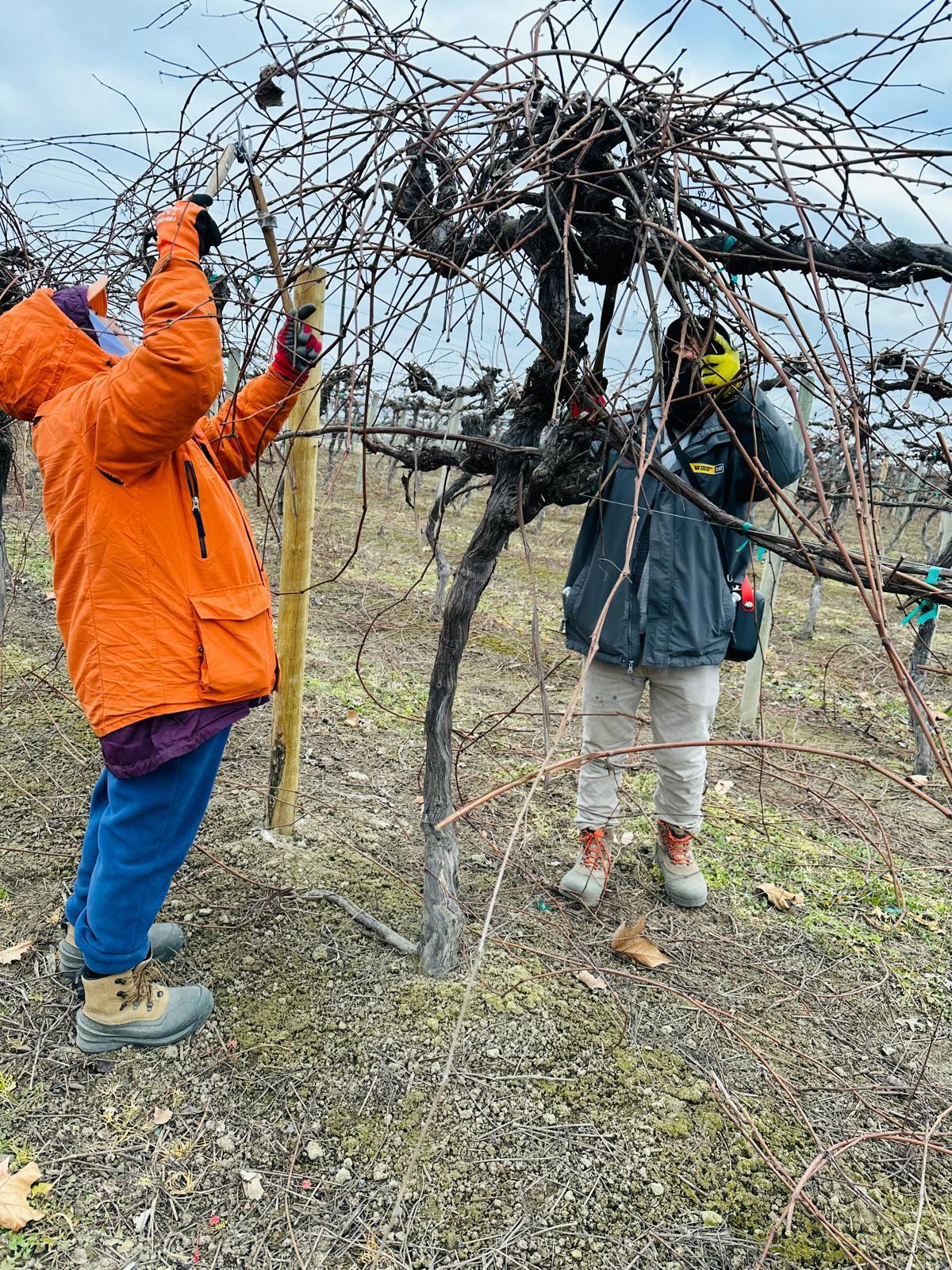 Workers pruning grapevines in the cold